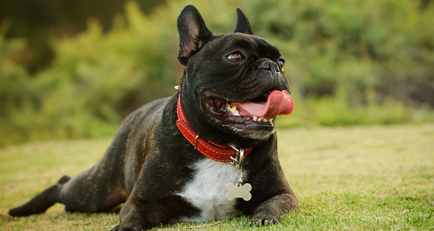 A french bulldog panting while laying on his stomach outside.