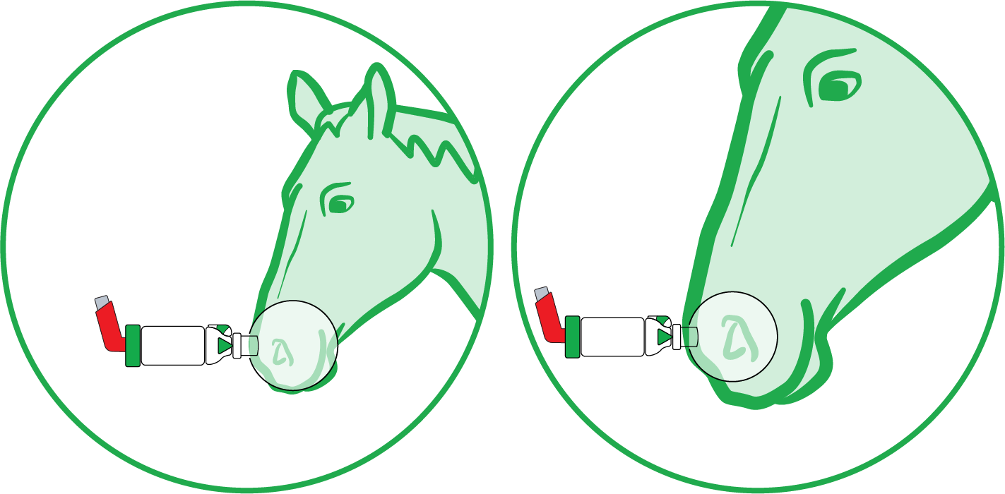 mask-fitting-guide-equine-2