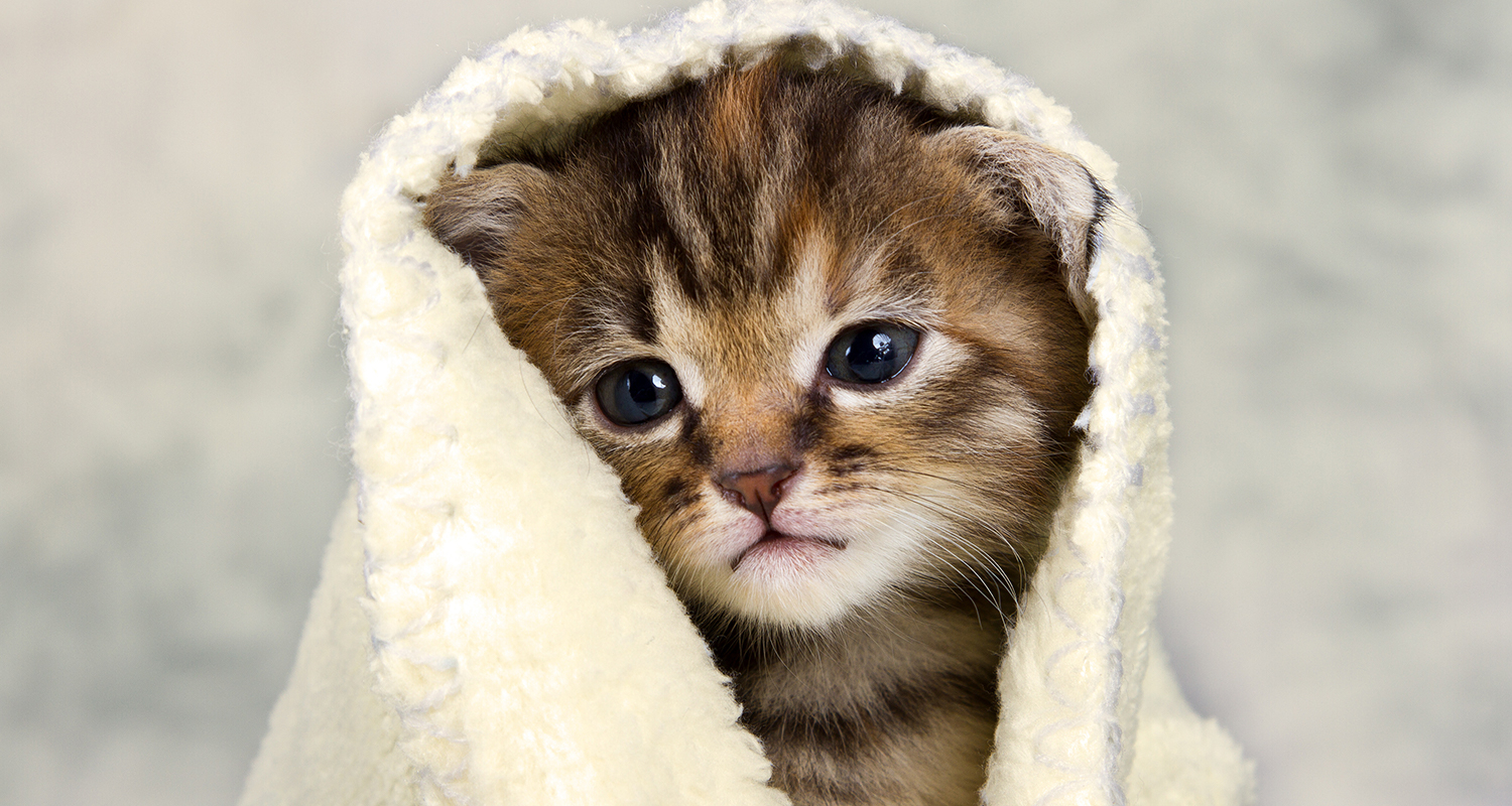 Small brown and grey kitten with a washcloth covering its head.
