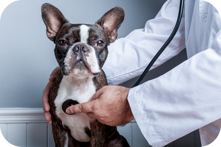 Dog asthma bronchitis and vet with stethoscope