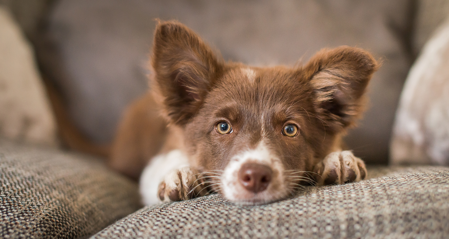 Small brown dog resting his chin on a couch. 