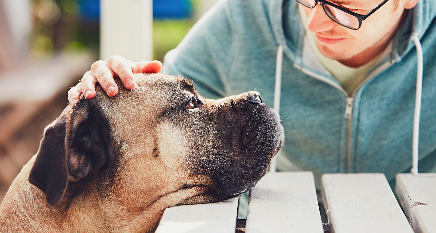 Mastiff dog resting his head on a picnic table while a man pats his head.