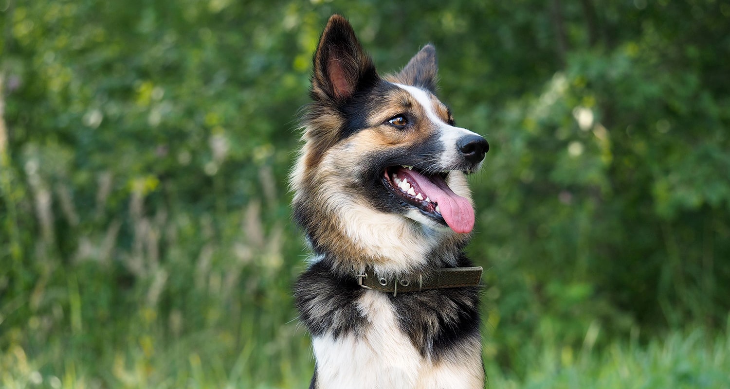 Dog looking off into the distance. 