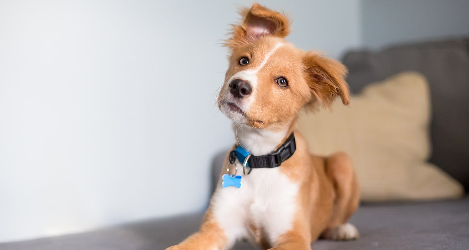 Dog looking quizzically at the camera. 