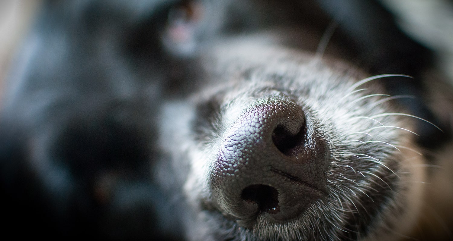 Dog nose up close. 