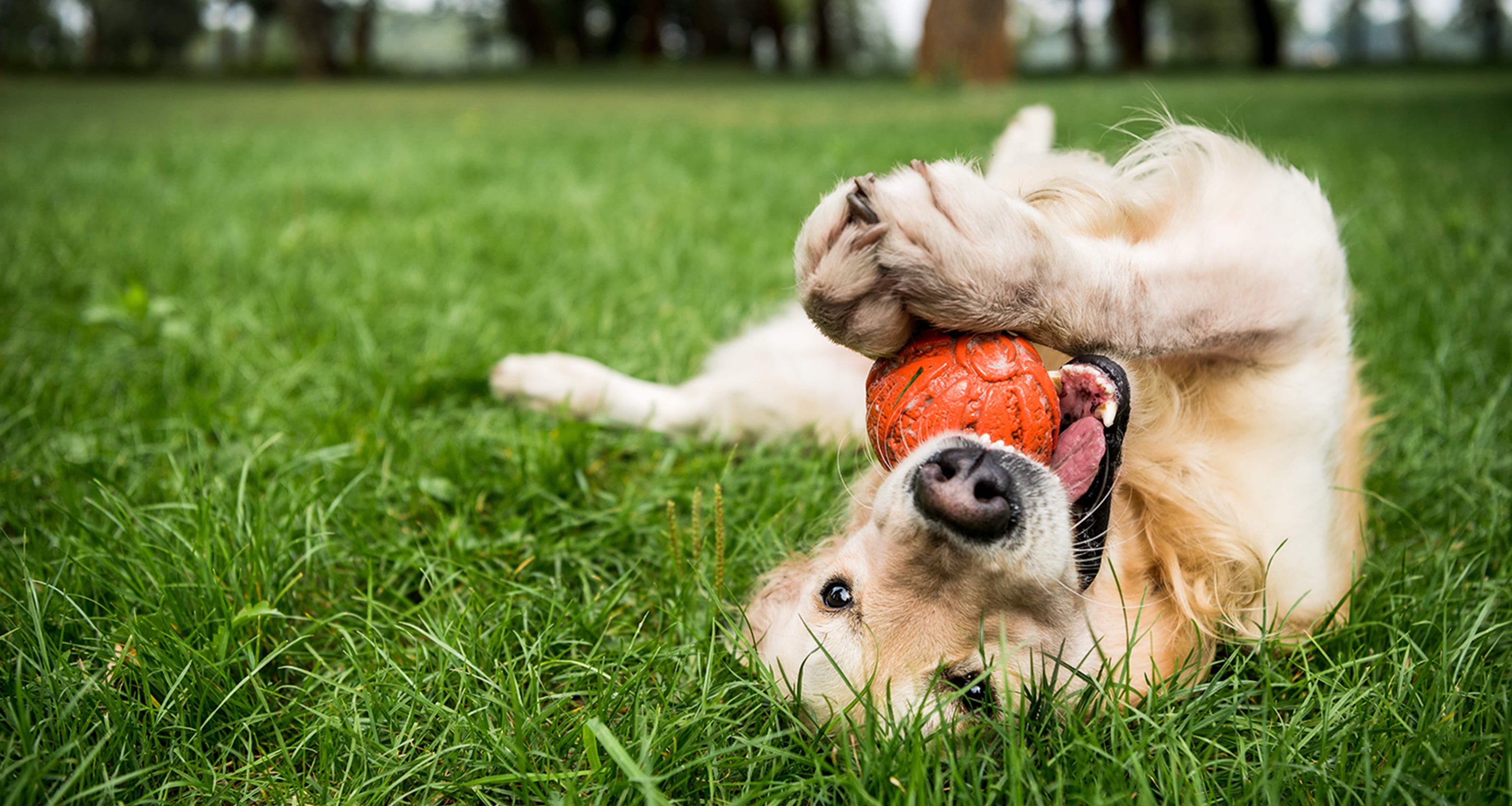 Dog laying on his back chewing an orange ball. 