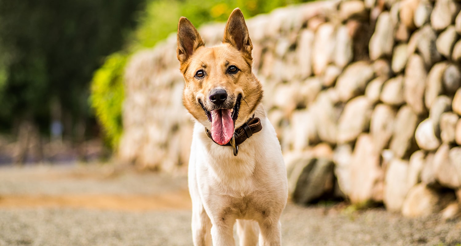 Happy dog with its tongue hanging out. 