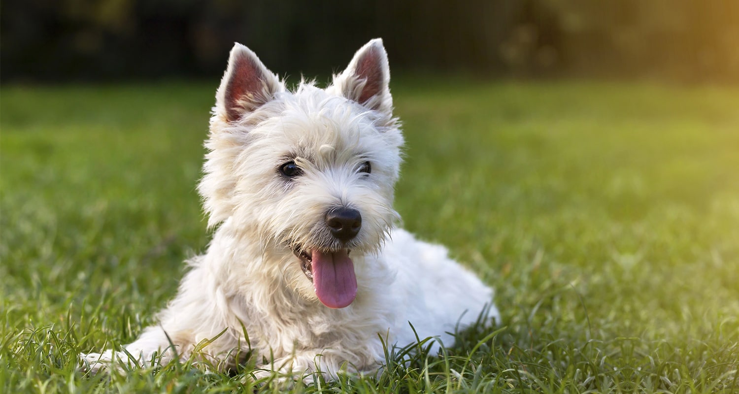 Small white fluffy dog with his small pink tongue hanging out of his mouth. 