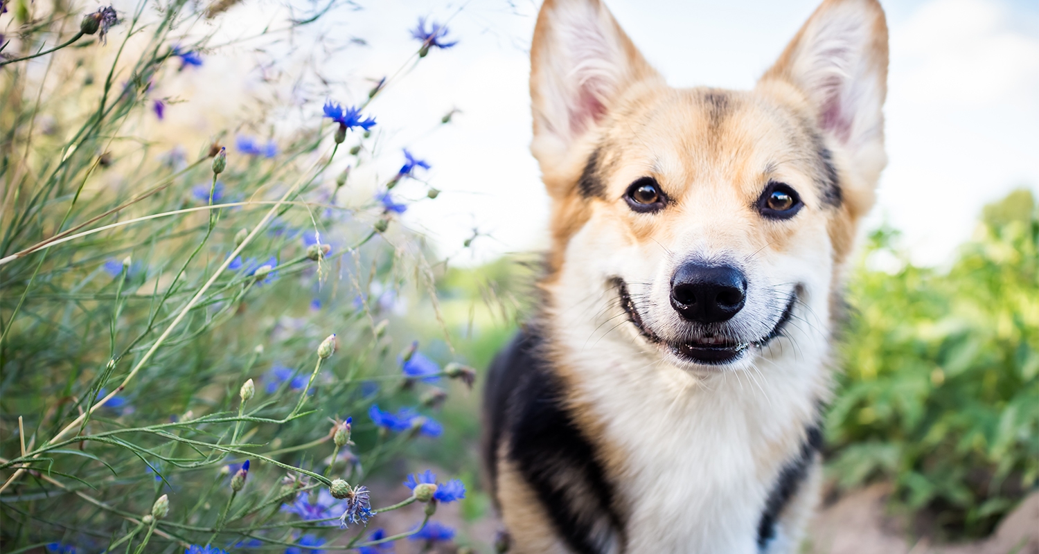 Corgi mix dog outside next to blue flowers.