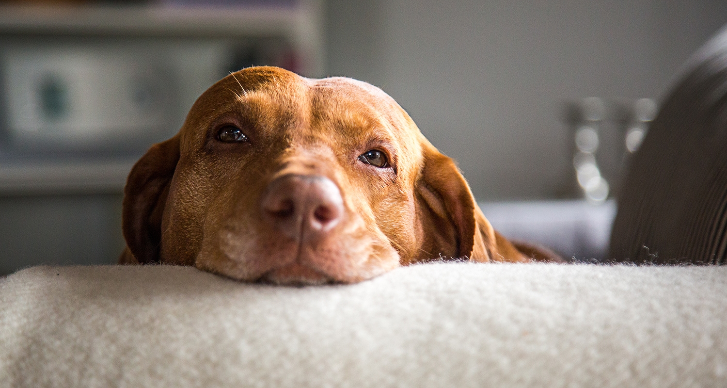 Brown labrador dog resting his head on the arm of a couch.