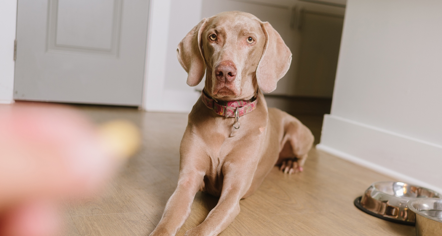 Large dog laying down looking at hand holding a pill in foreground.