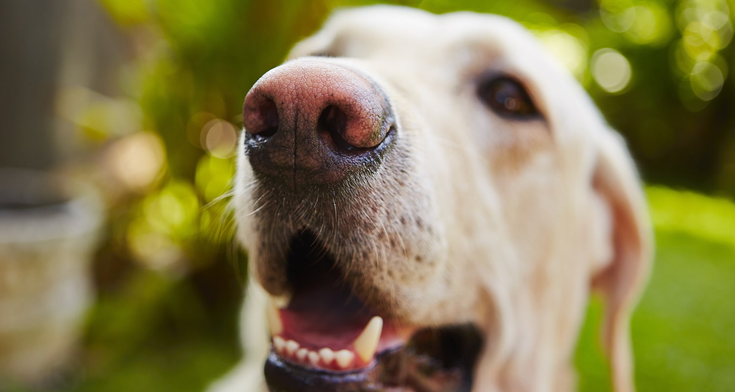 Up close view of dog nose. 