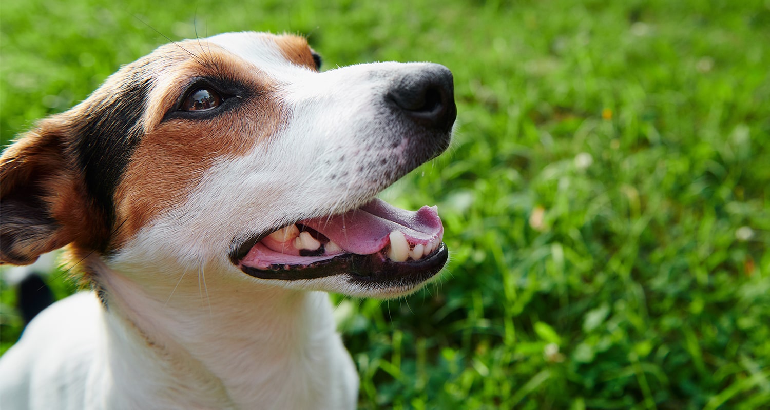 Side up close profile of dog with open mouth. 