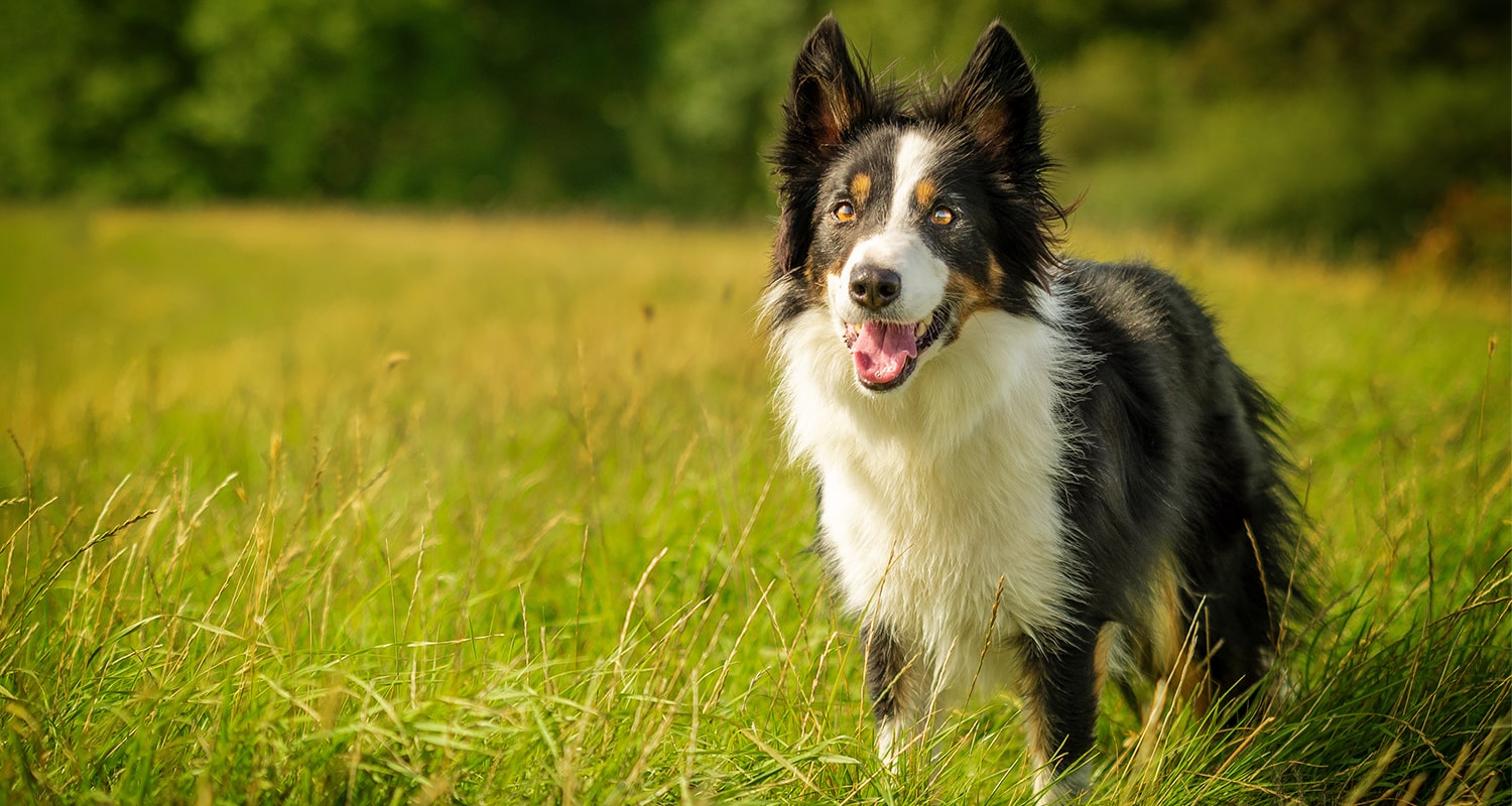 Happy smiling dog on green grassy hill. 