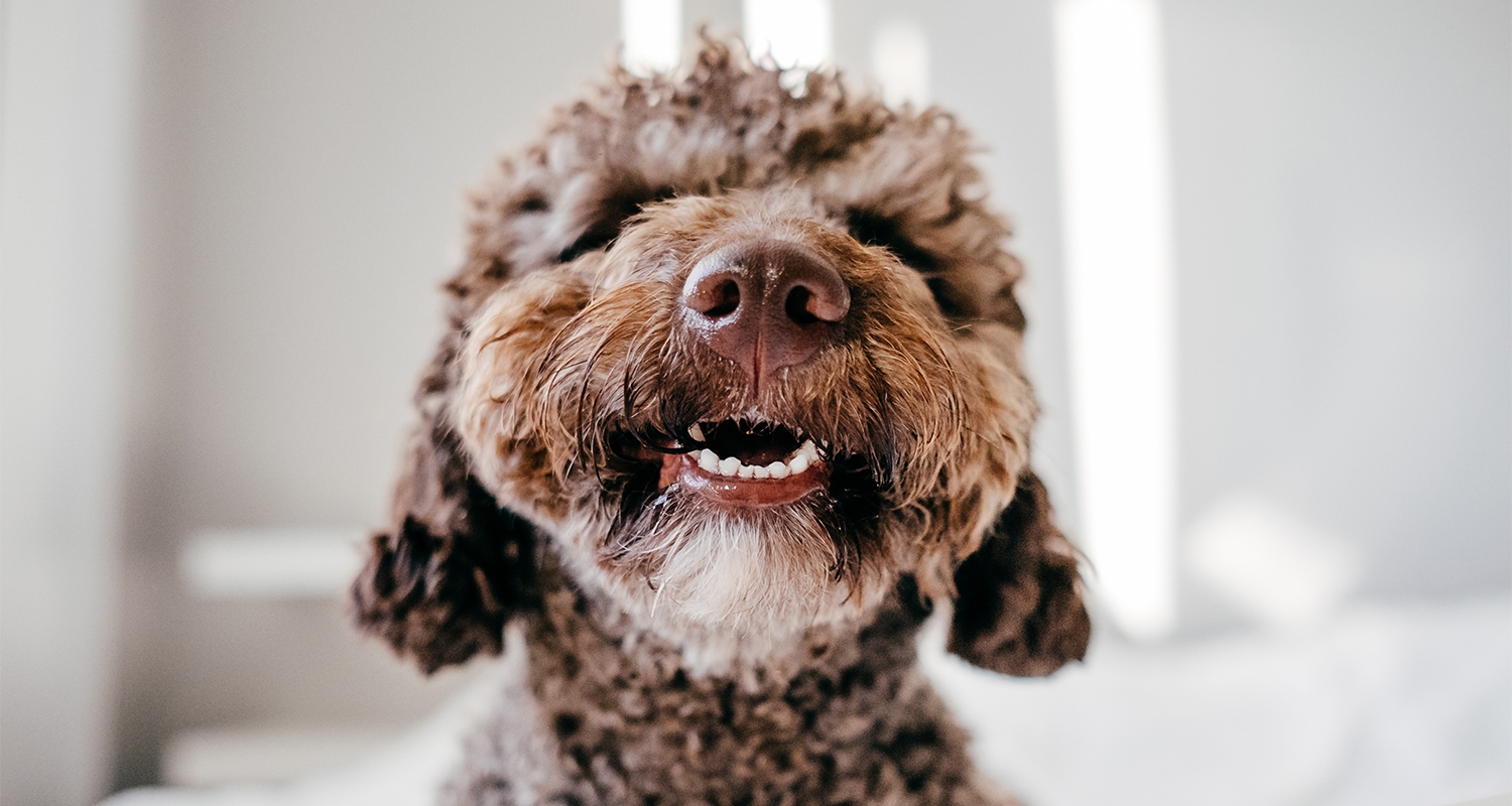 Brown dog with a wet nose. 