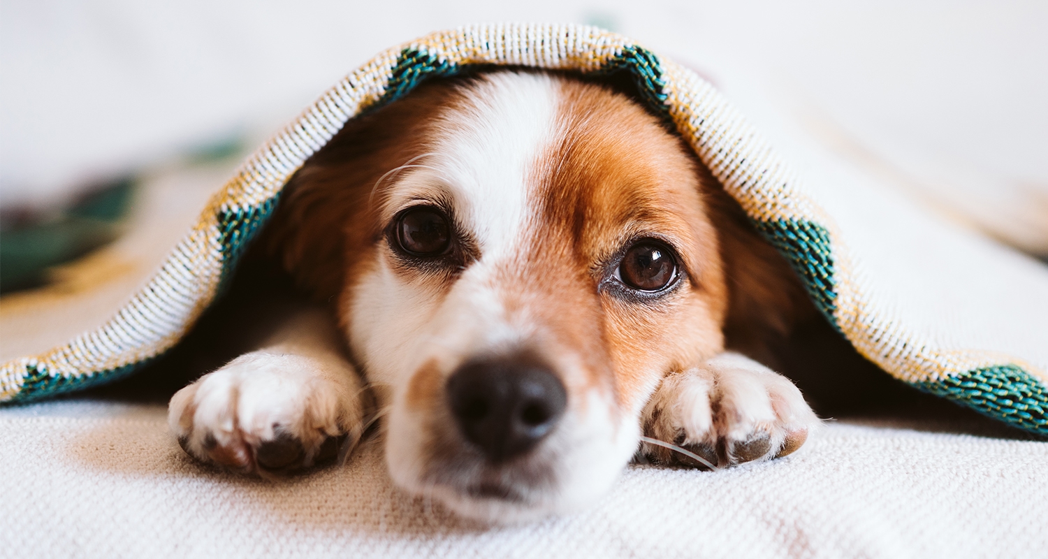 A brown and white dog's face poking out from underneath a blanket.