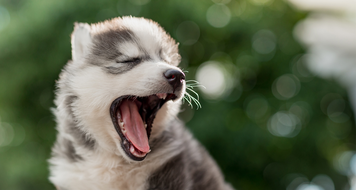 Husky puppy outdoors with his mouth open as if coughing.