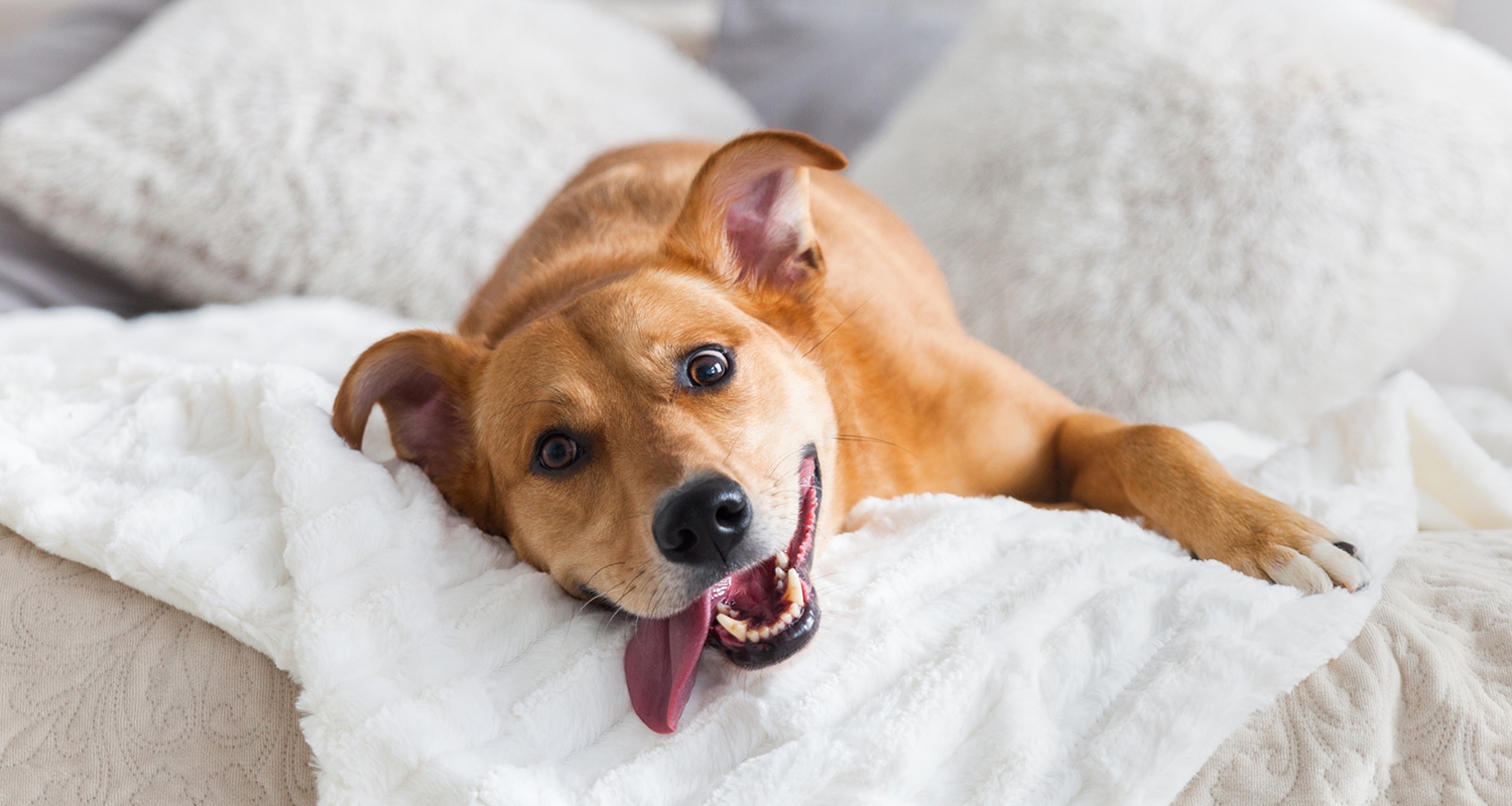 Why Is My Dog Wheezing? | Trudell Animal Health