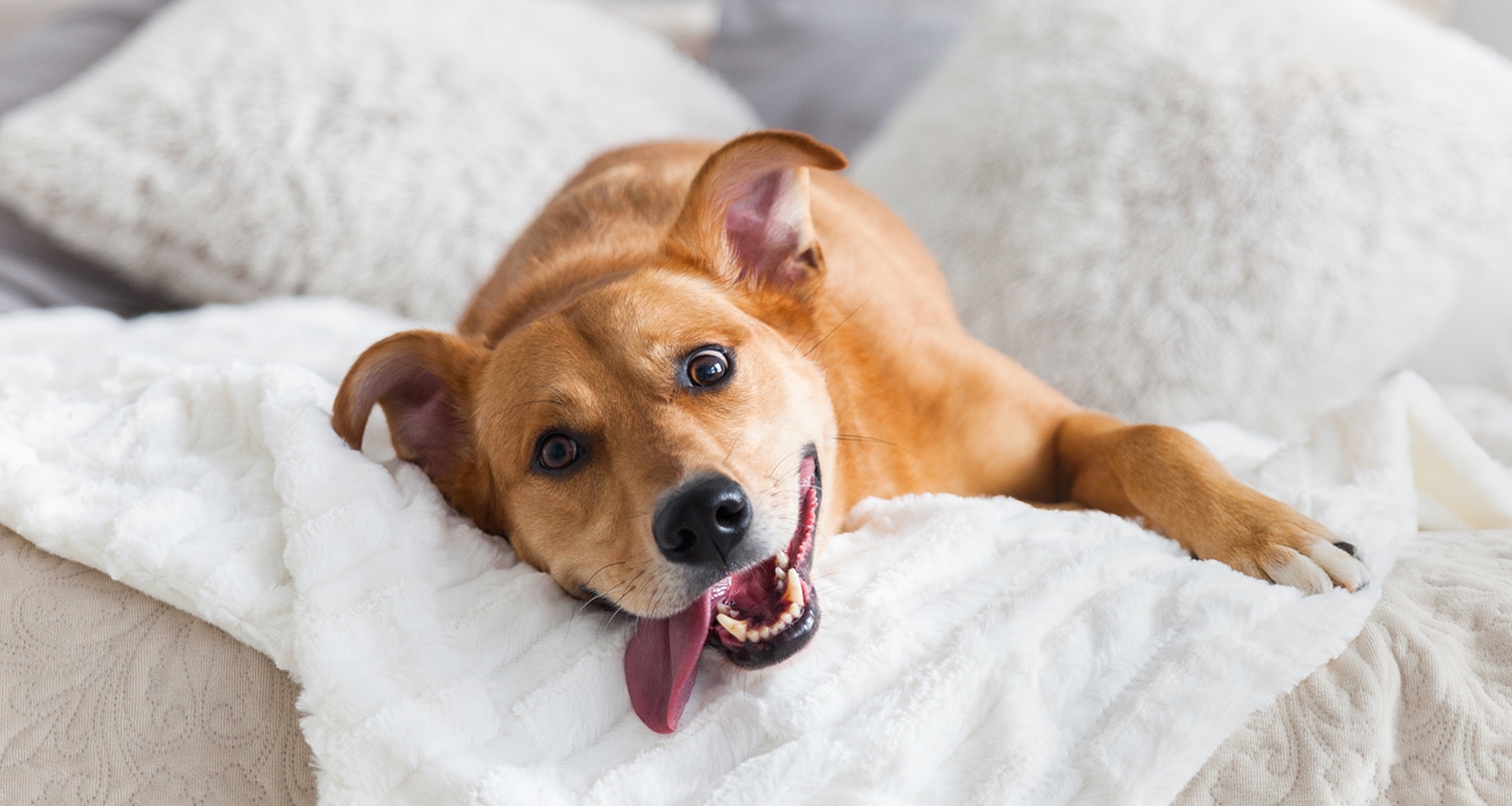 A dog laying with its tongue out on white blankets.