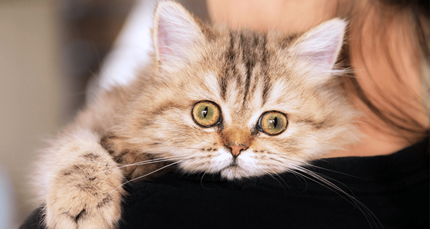 cat looking over shoulder