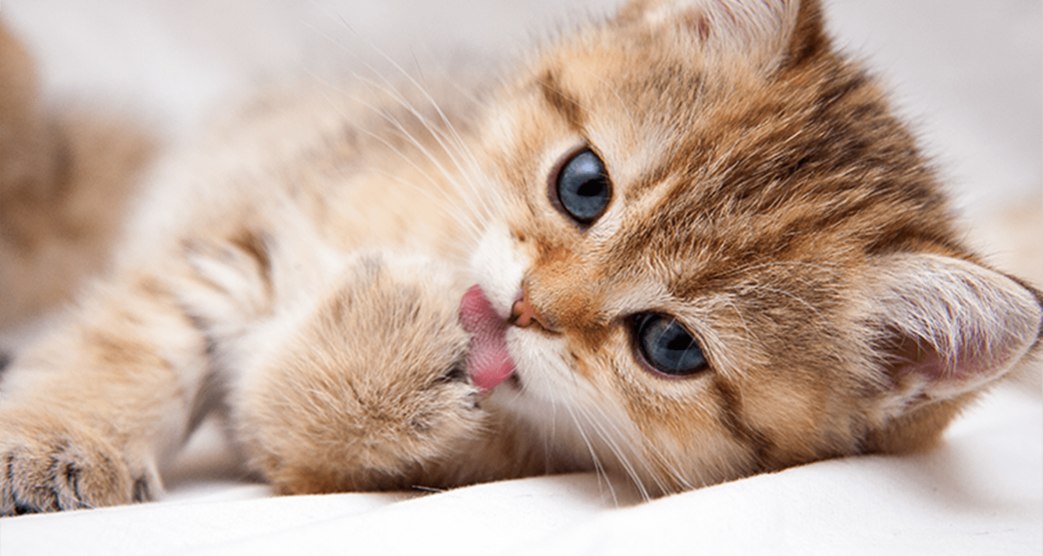 cat asthma licking