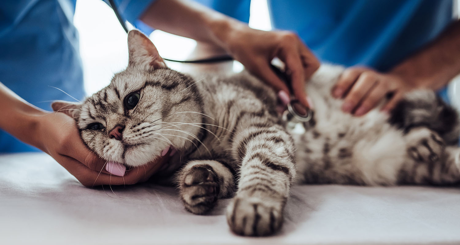 A team of veterinarians examining a cat to monitor feline asthma or chronic bronchitis.