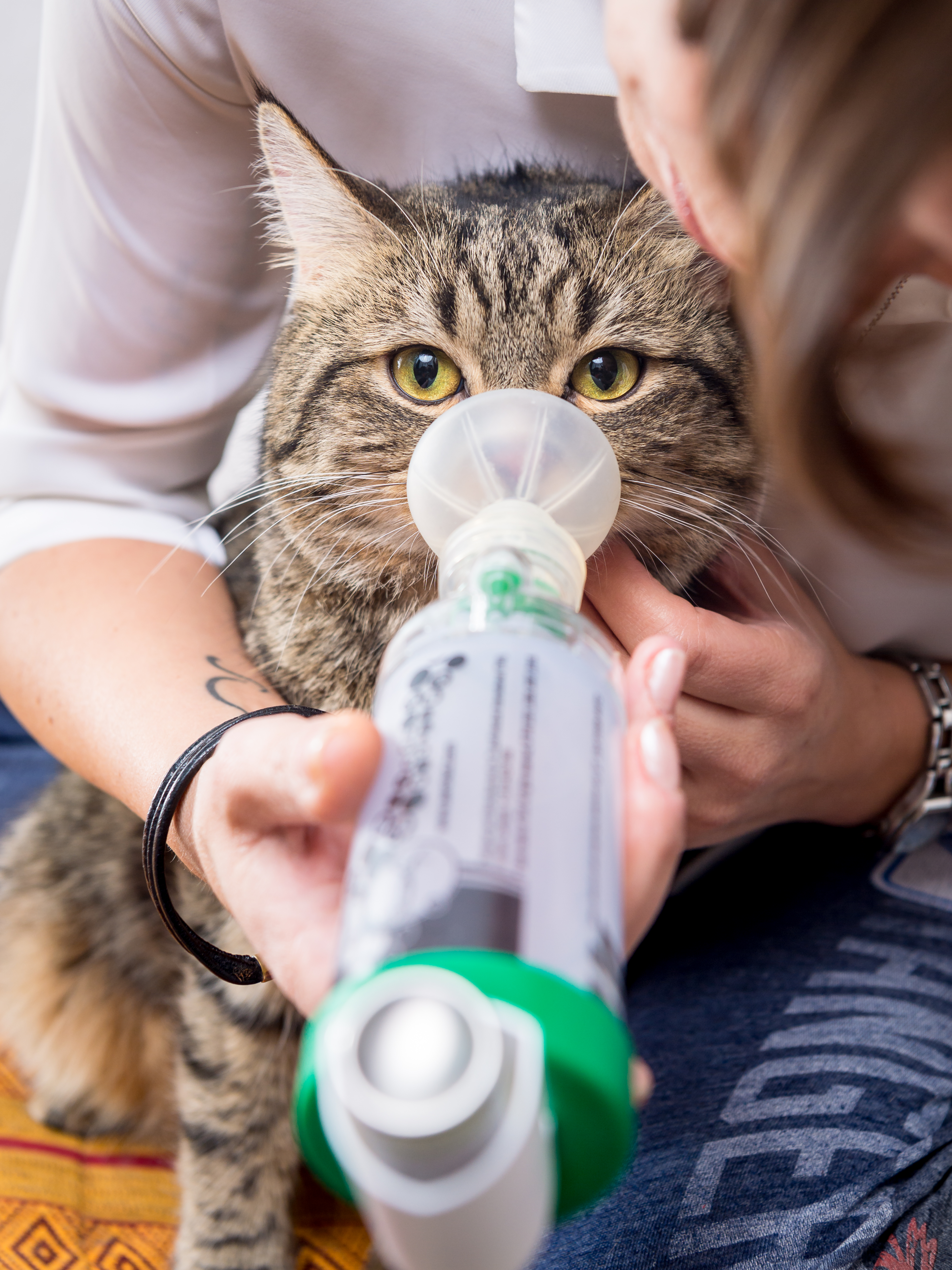 Woman using AeroDawg* chamber with her pet.