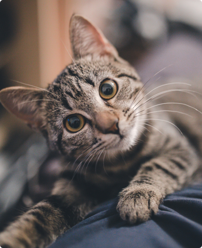 A kitten looks curious