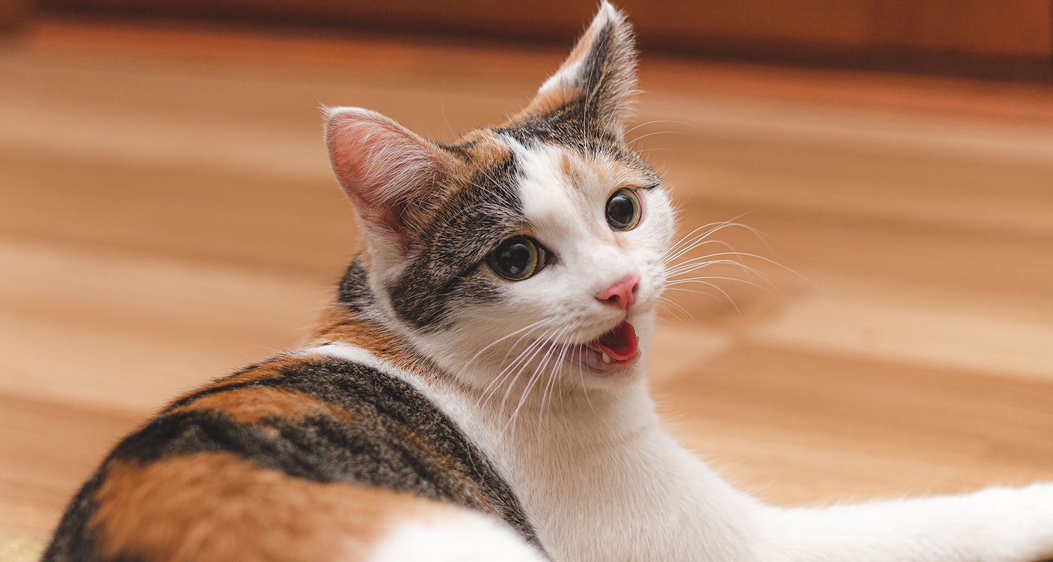 A cat experiencing difficulty breathing which could show as wheezing.