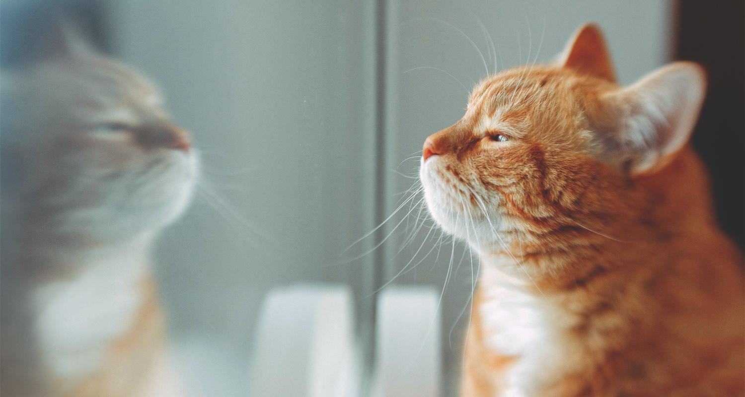Orange cat prepares to sneeze