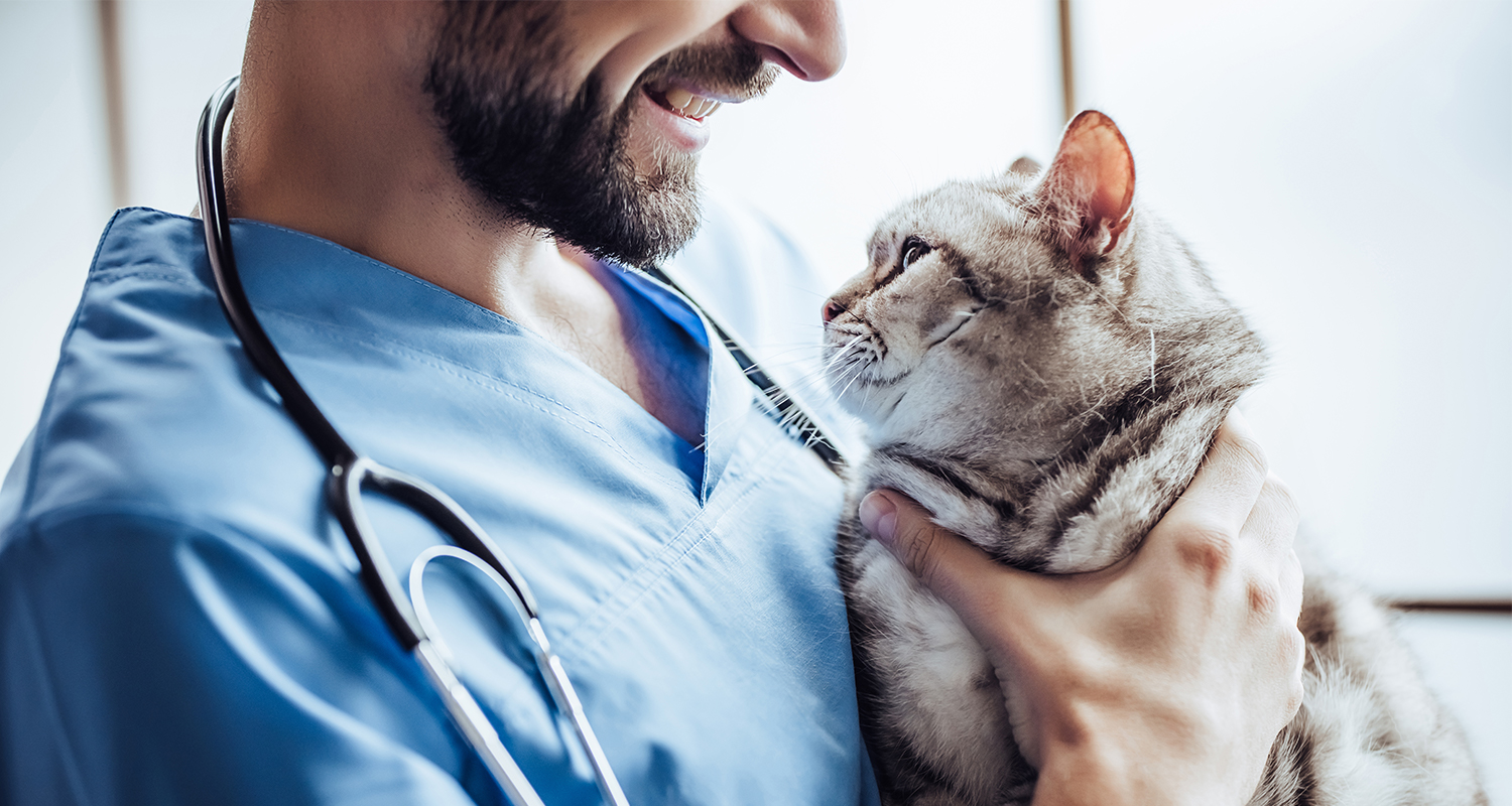 Cat is held by a veterinarian