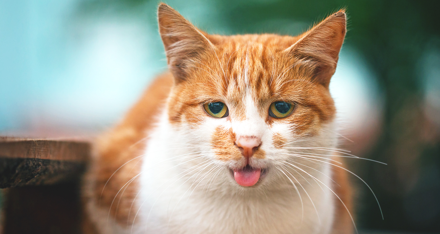 Orange and white cat pants