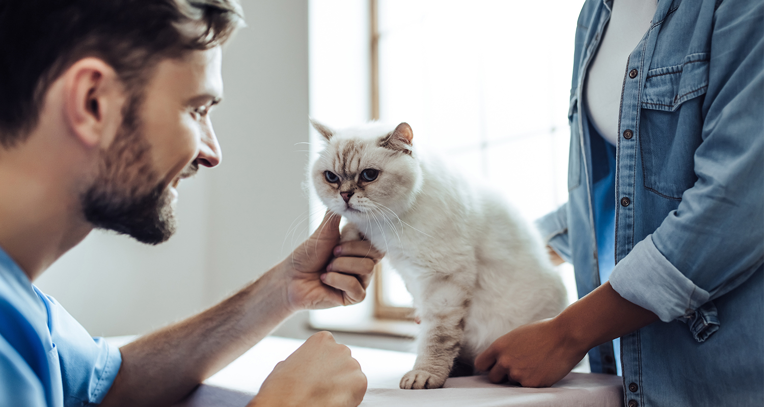 White cat on examination table with owner and veterinarian 