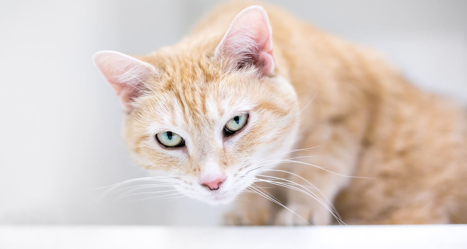 cat preparing to cough up a hairball