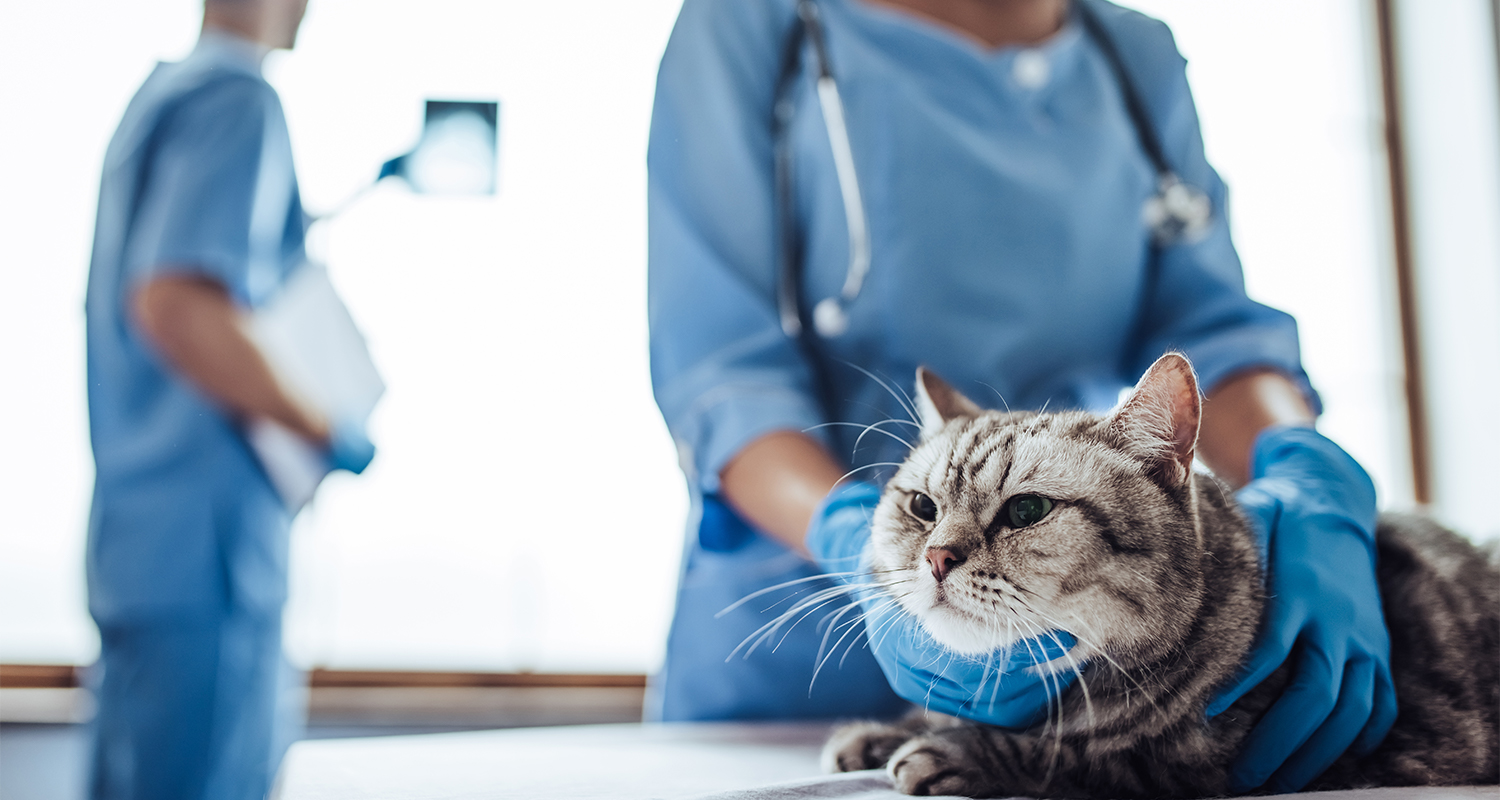 Cat assessed by two vets on a table