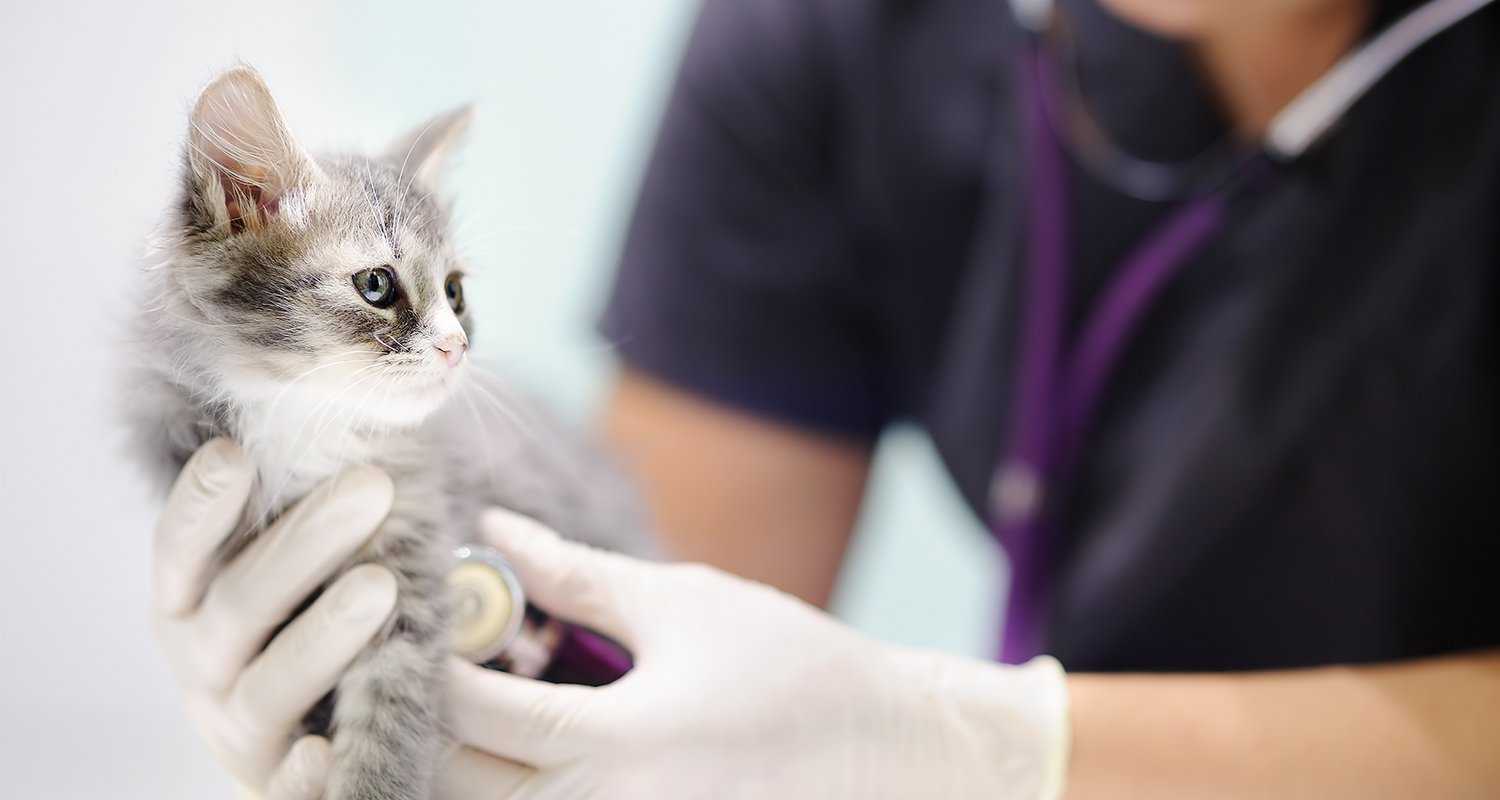 Cat assessed by vet with stethoscope