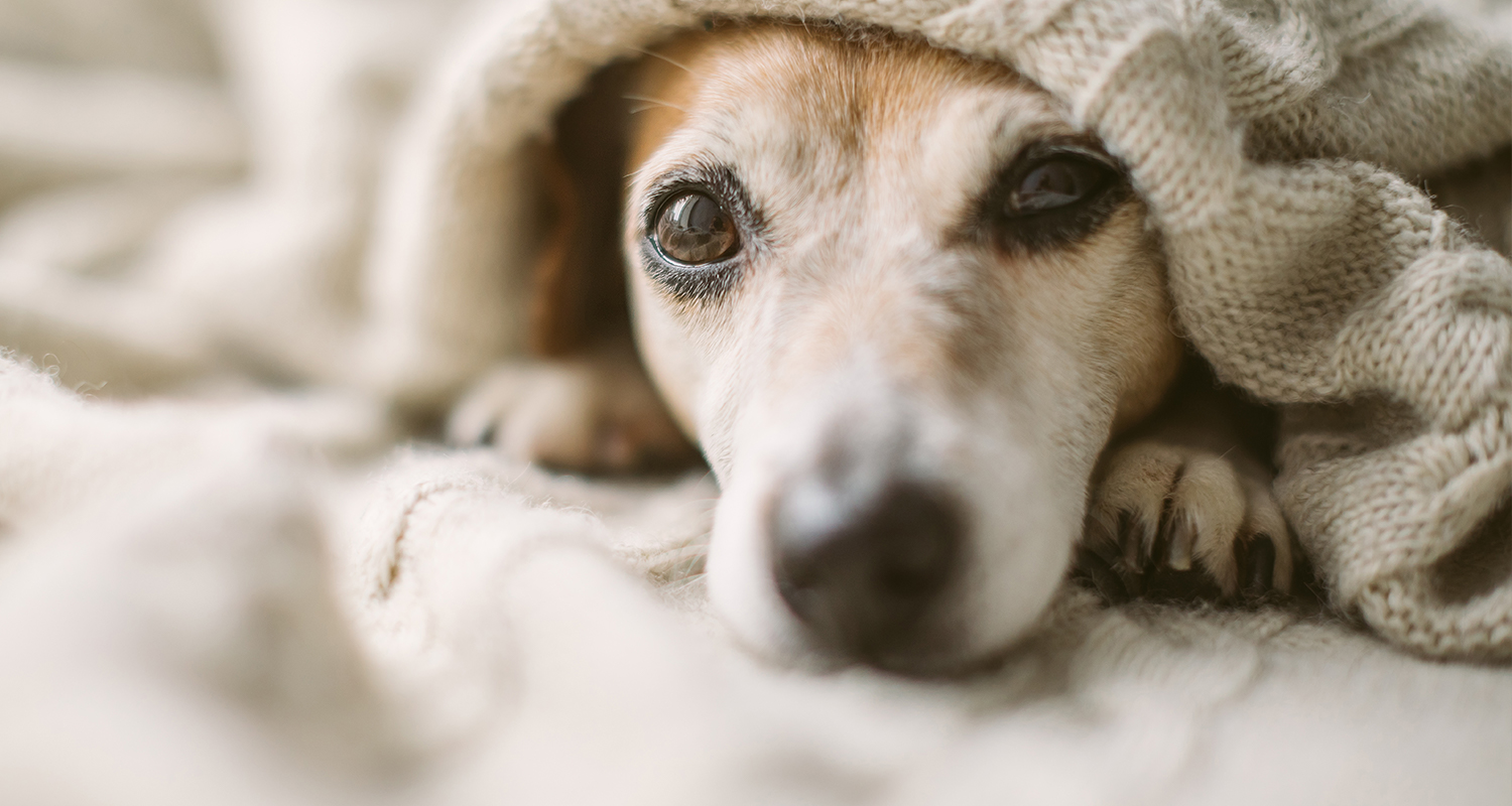 what to give a dog with a bad cough