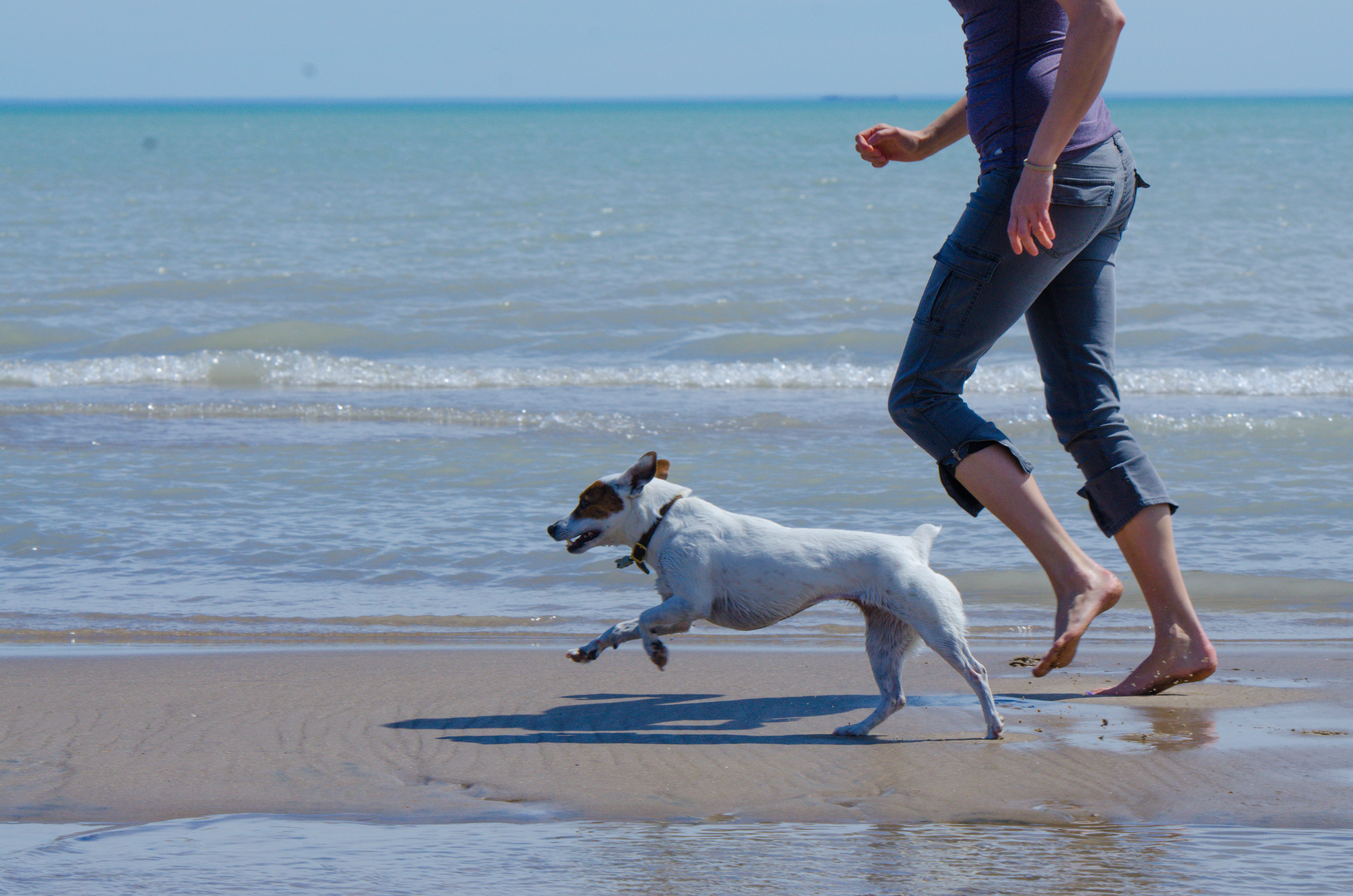 Dog running