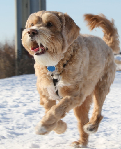 A dog running in the snow