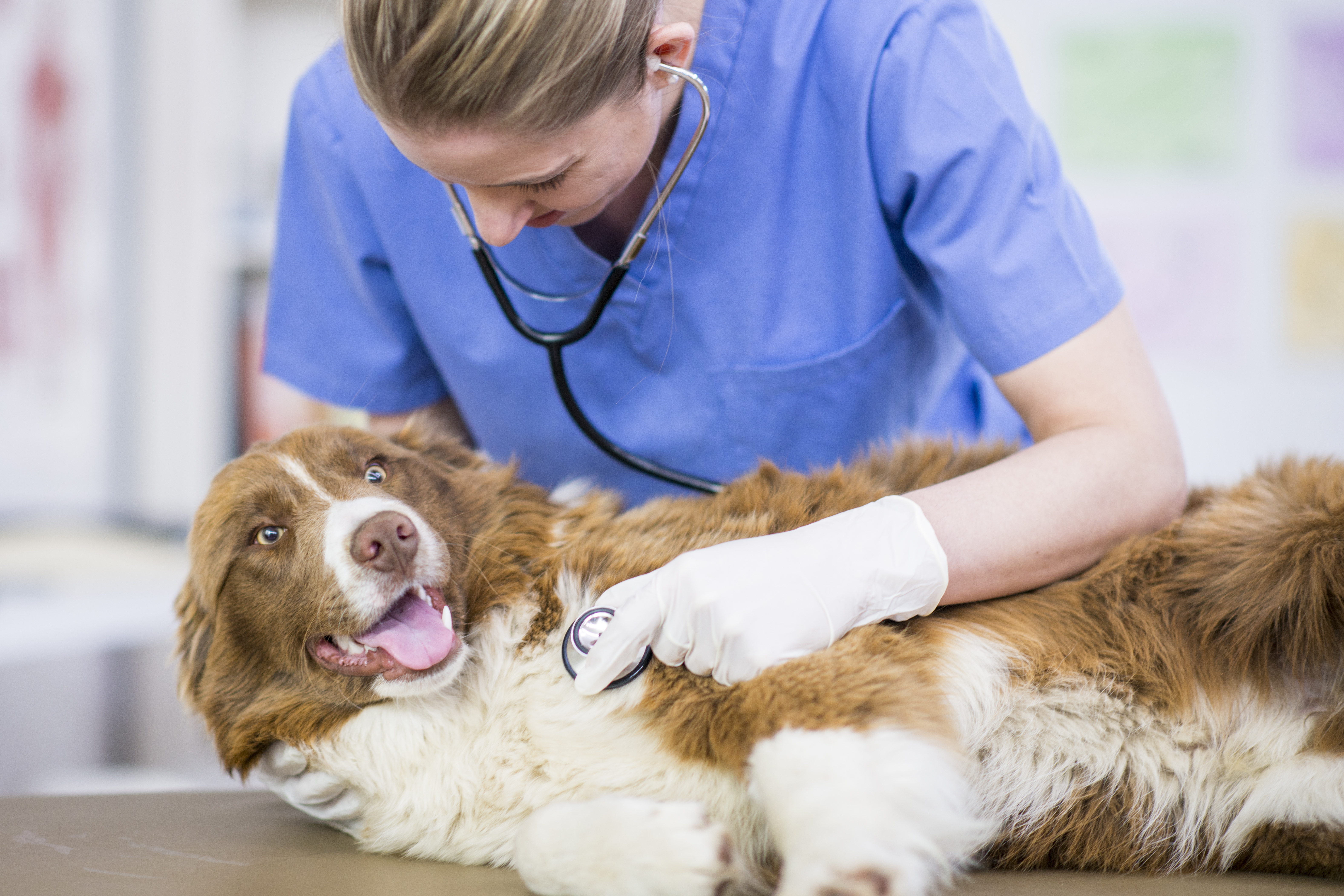 Veterinarian checking dog