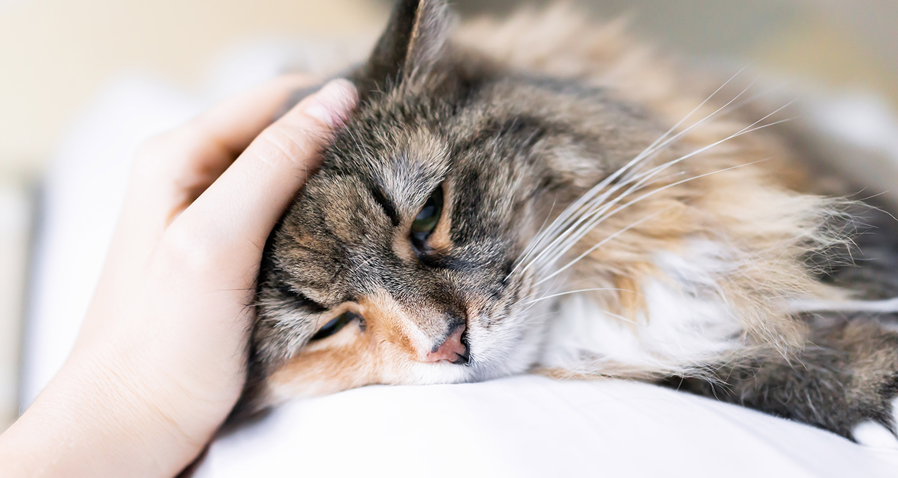 A cat being patted