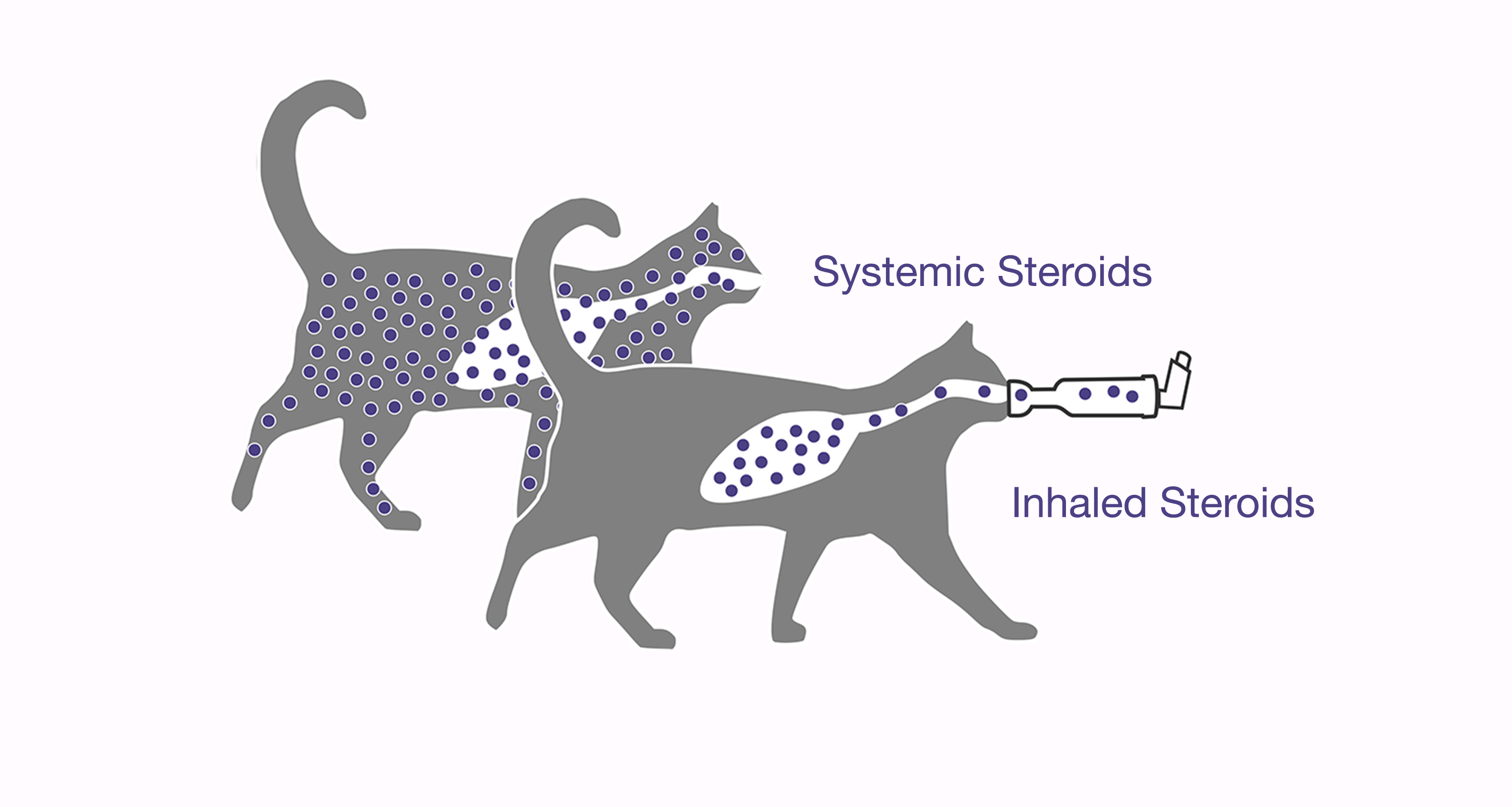Illustration of oral vs systemic steroids in a Cat