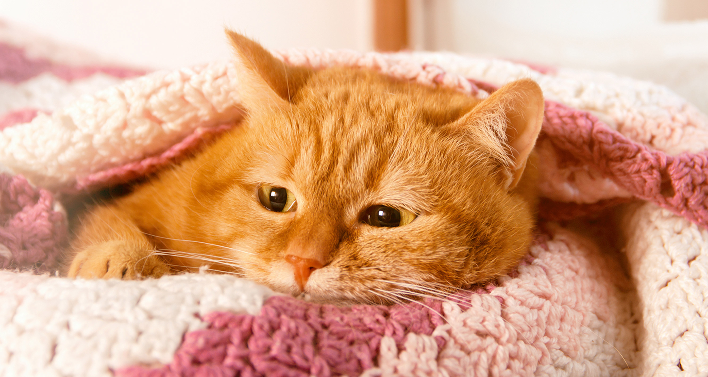 Picture of an orange cat wrapped in pink blanket