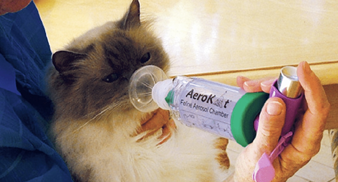 Inhaled steriods being administered to a cat using the AeroKat* chamber