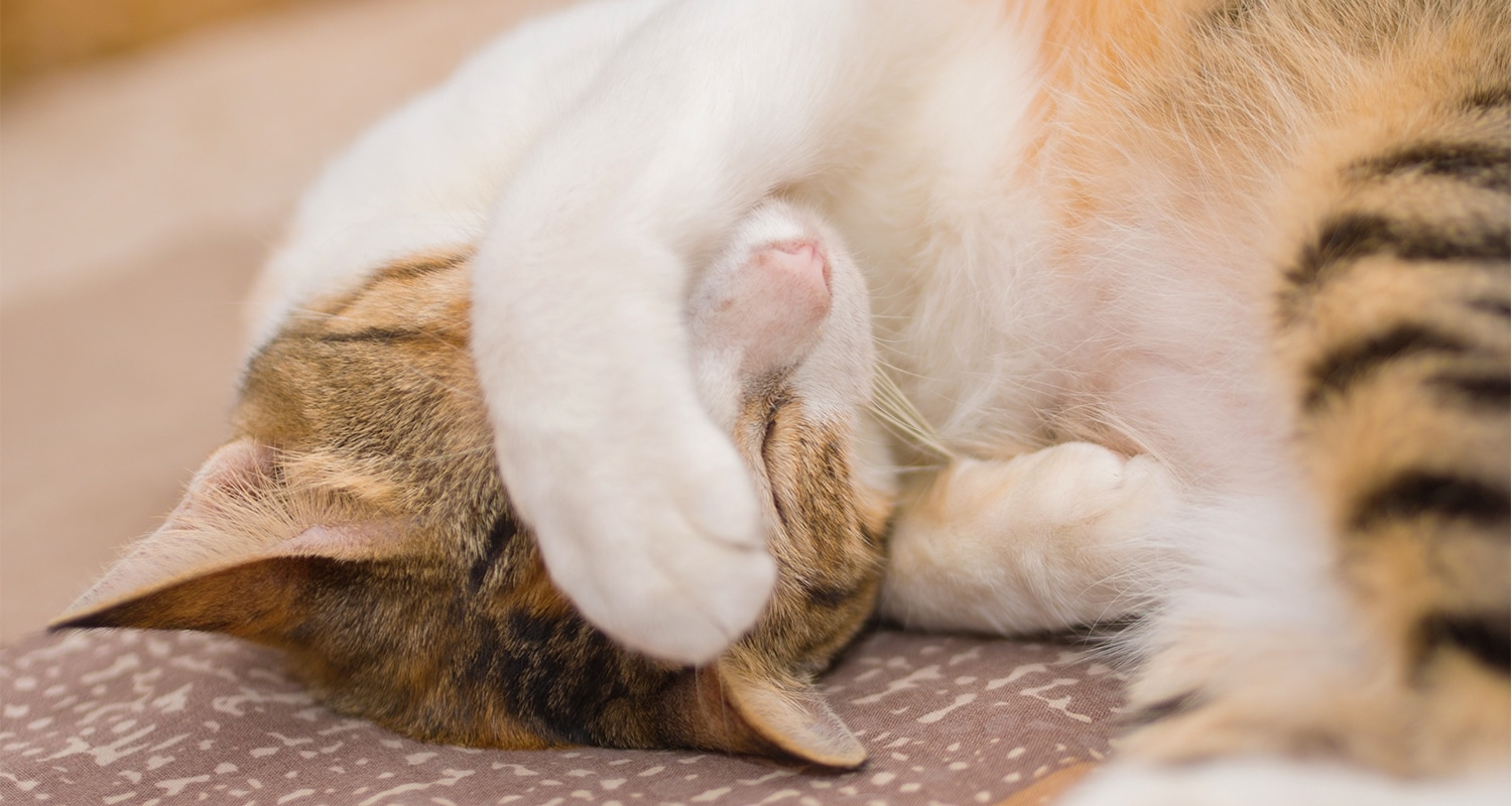 Orange and white cat pawing at the face and mouth.