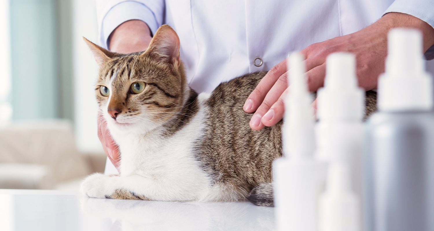 A grey cat being assessed at the vet.