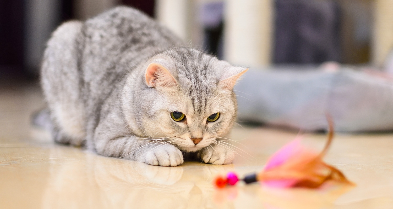 Picture of a cat playing. Breathing problems in Cats can be a serious issue