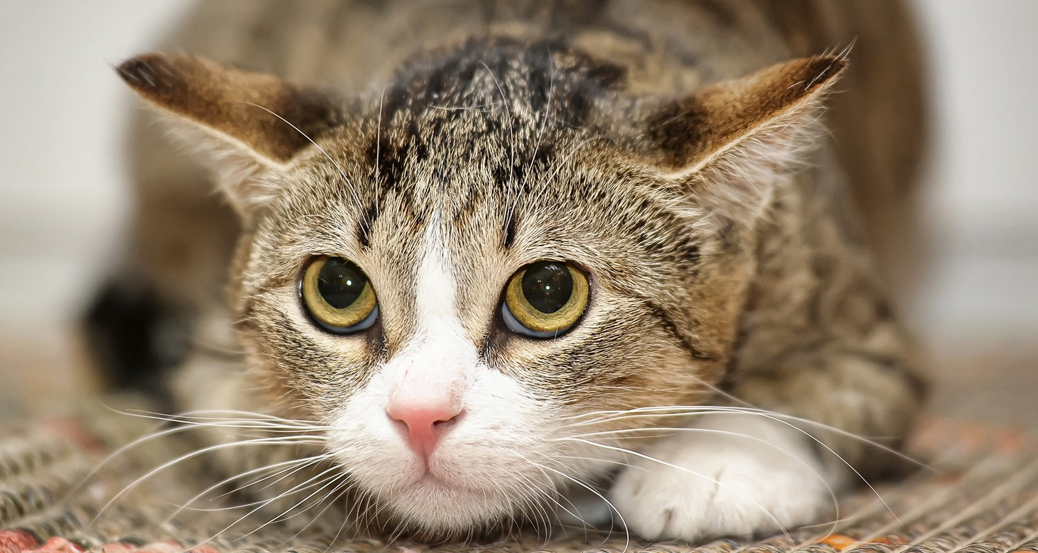 Feline Rhinitis Causes Symptoms And Treatments Trudell Animal