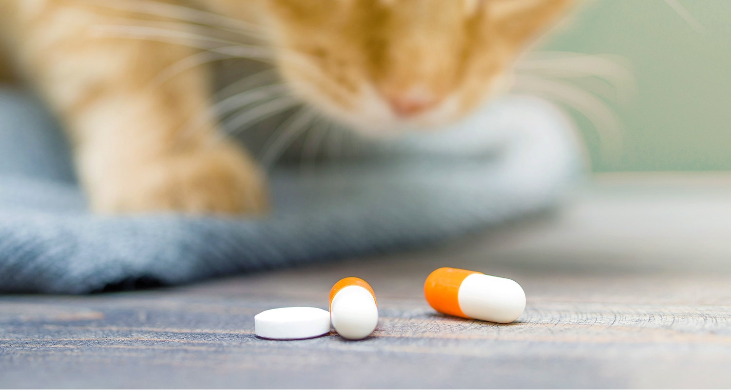 An orange cat looking at a tablet and two pills on the floor