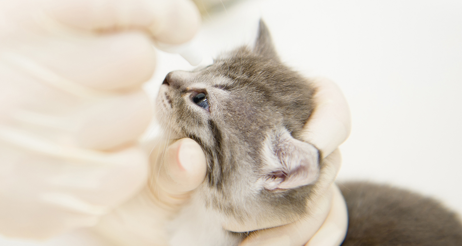 Small grey kitten getting eye drops at the vet.